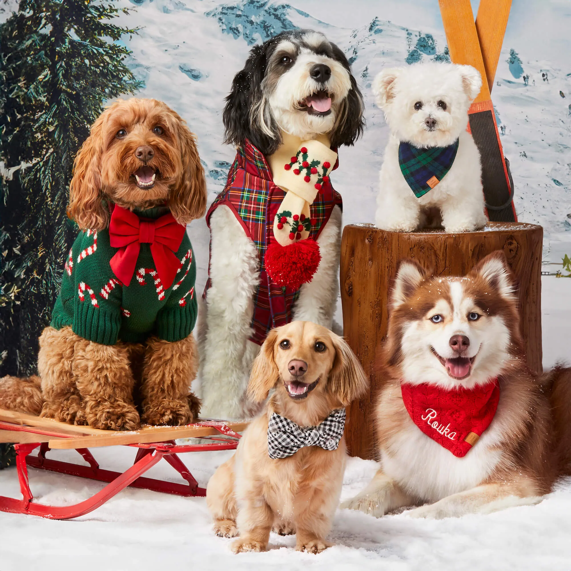 Cozy Candy Cane Dog Sweater