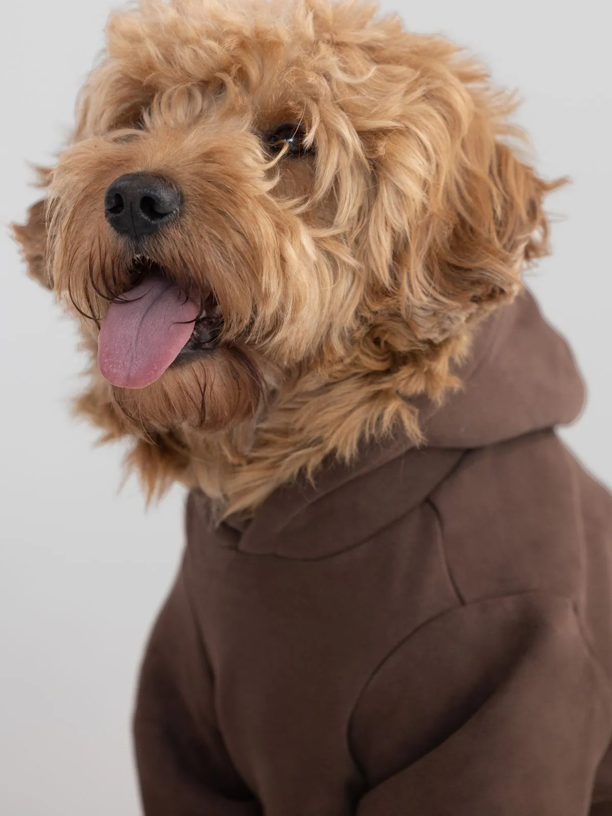 The Standard Paw Hoodie